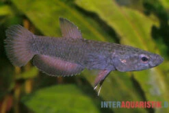 Weißsaum-Zwergkampffisch "Malinau", Betta Albimarginata "Malinau", Paarweise -Zoofachgeschäft Weisssssaum Zwergkampffisch Malinau Betta albimarginata Malinau 3