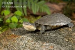 Westafrikanische Klappbrust-Pelomedusenschildkröte, Pelusio Castaneus