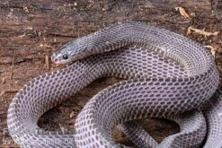 Westliche Wald-Feilenschlange, Mehelya Poensis -Zoofachgeschäft Westliche Wald Feilenschlange Mehelya poensis 5