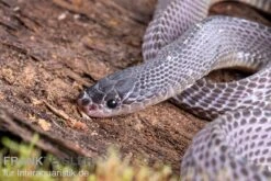 Westliche Wald-Feilenschlange, Mehelya Poensis -Zoofachgeschäft Westliche Wald Feilenschlange Mehelya poensis 6