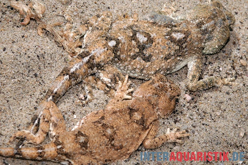 Wüstenagame, Agama Mutabilis 2 Wüstenagame, Agama Mutabilis – Bild 2