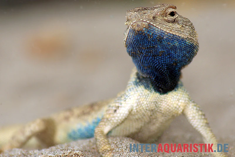 Wüstenagame, Agama Mutabilis 1 Wüstenagame, Agama Mutabilis