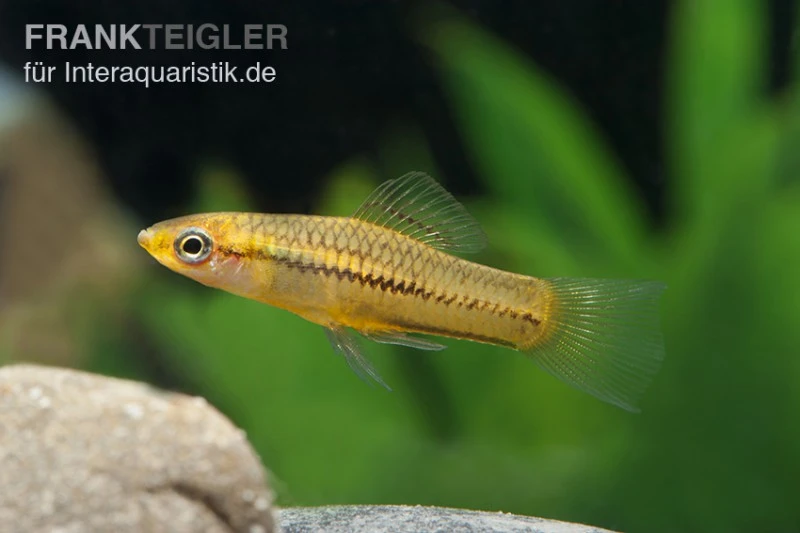 Zwergschwertträger, Xiphophorus Pygmaeus 1 Zwergschwertträger, Xiphophorus Pygmaeus