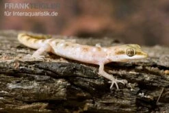 Zwergwüstengecko, Tropiocolotes Steudneri -Zoofachgeschäft Zwergwuestengecko Tropiocolotes steudneri 3