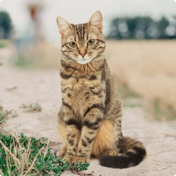 REAL NATURE Original Kitten 12x85g Huhn Mit Pute Mit Roter Paprika Und Lachsöl 4 REAL NATURE Original Kitten 12x85g Huhn Mit Pute Mit Roter Paprika Und Lachsöl – Bild 4